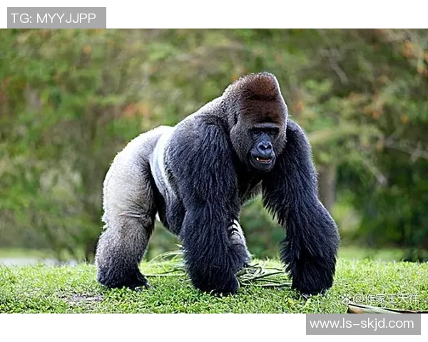 揭秘足球明星大猩猩的真实身份与传奇故事